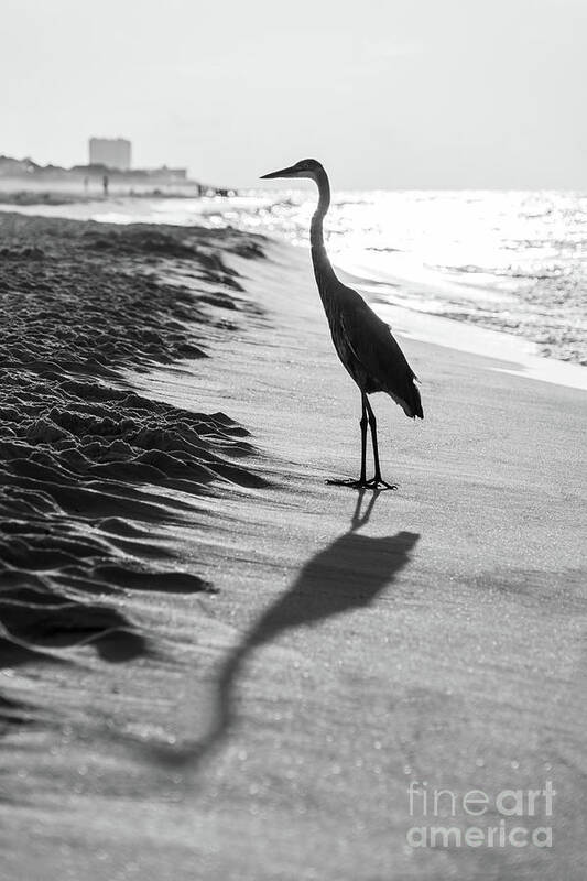 2018 Poster featuring the photograph Pensacola Beach Florida Heron Black and White Photo by Paul Velgos