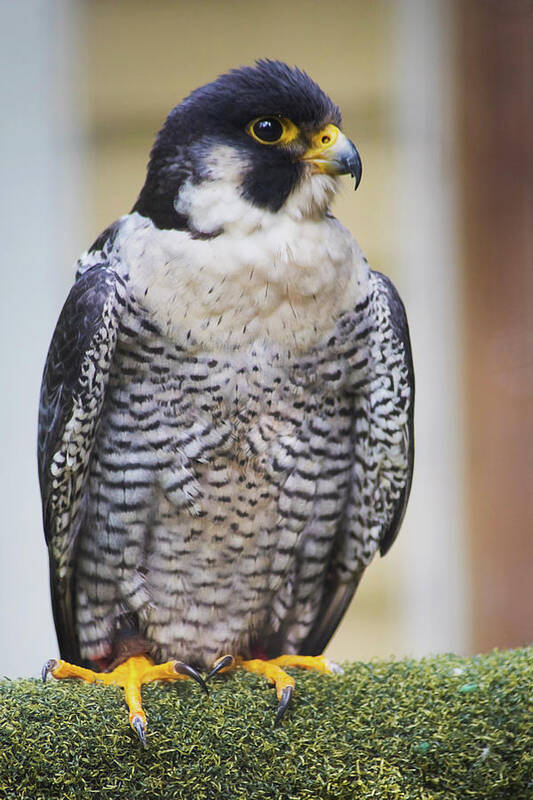 Nicola Nobile Poster featuring the photograph Peregrine Falcon I by Nicola Nobile