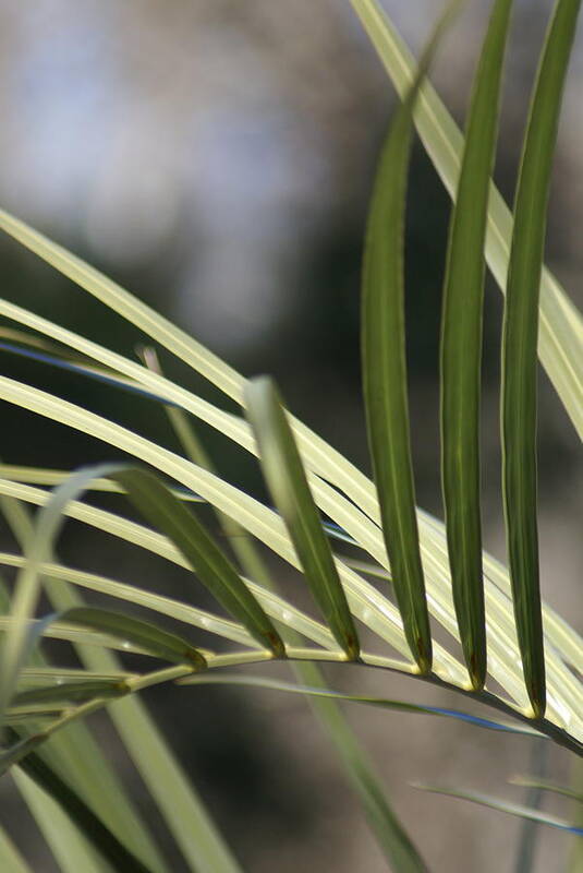  Poster featuring the photograph Pindo Palm Frond by Heather E Harman