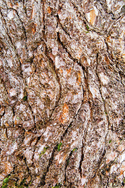 Pine Bark Poster featuring the photograph Pine Bark Abstract by Christina Rollo