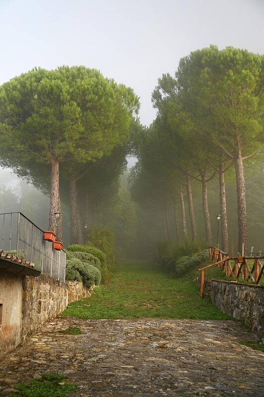 Jenny Rainbow.evgeniya Vlasova Garden Photography Poster featuring the photograph Pine Trees Alley in Fog at Tuscany Rural Villa 1 by Jenny Rainbow