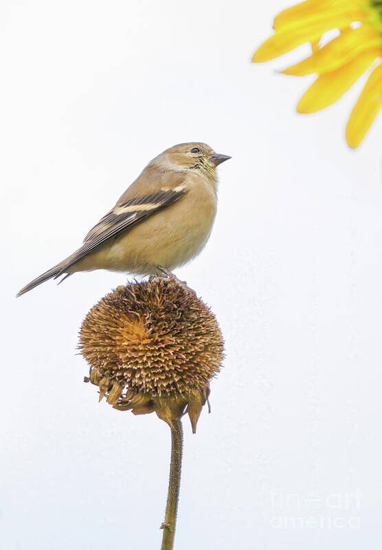 Warbler Poster featuring the photograph Pine Warbler Or Goldfinch by Charline Xia