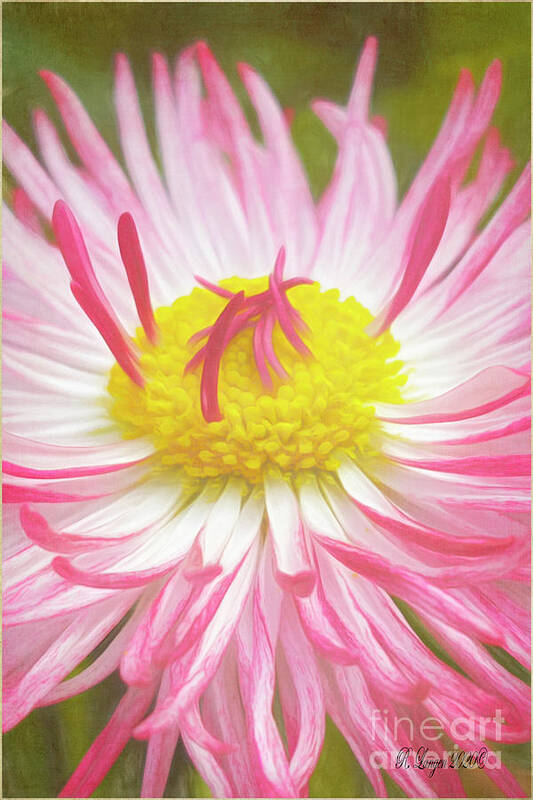 Pink Flowers/pink Asters/floral Poster featuring the digital art Pink Aster by Rebecca Langen