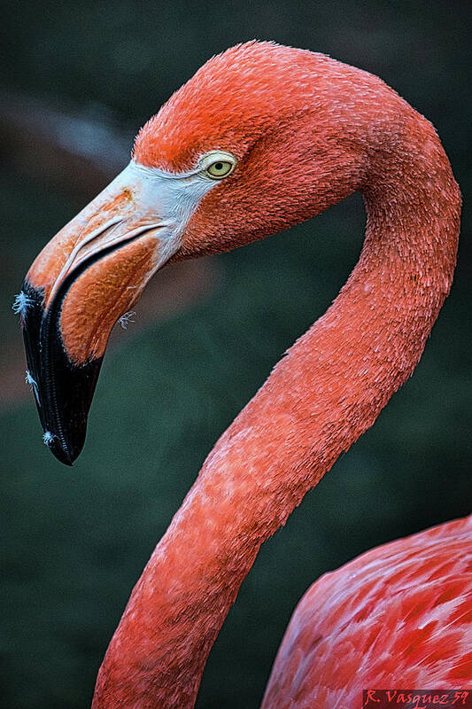 Bird Poster featuring the photograph Pink Flamingo by Rene Vasquez
