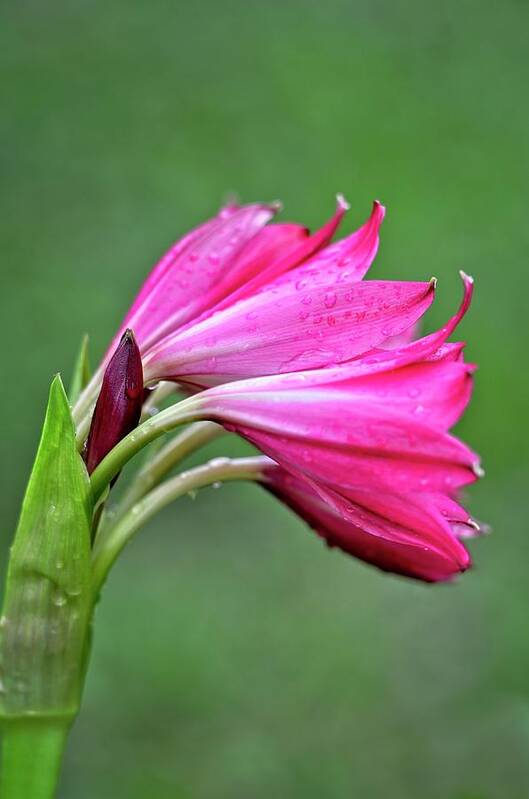 Lily Poster featuring the photograph Pink Lily Raindrops by Carolyn Marshall