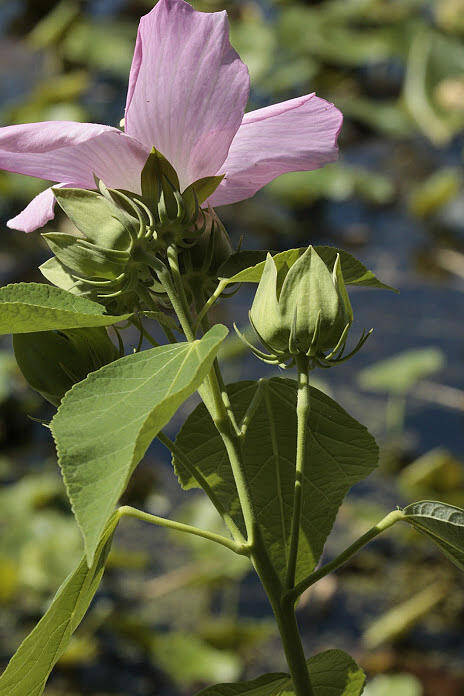 Mallow Poster featuring the photograph Pink Mallow Flower by Valerie Collins