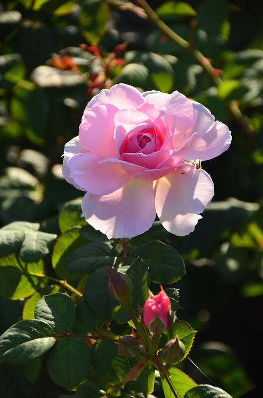 International Rose Test Garden Poster featuring the photograph Pink Roses by Alex Vishnevsky