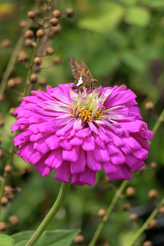Flower Poster featuring the photograph Silver-Spotted Skipper on Zinnia by Dawn Cavalieri