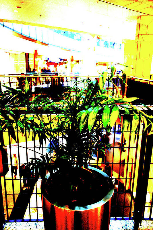 Plant Poster featuring the photograph Plant In Mall In Warsaw, Poland by John Siest