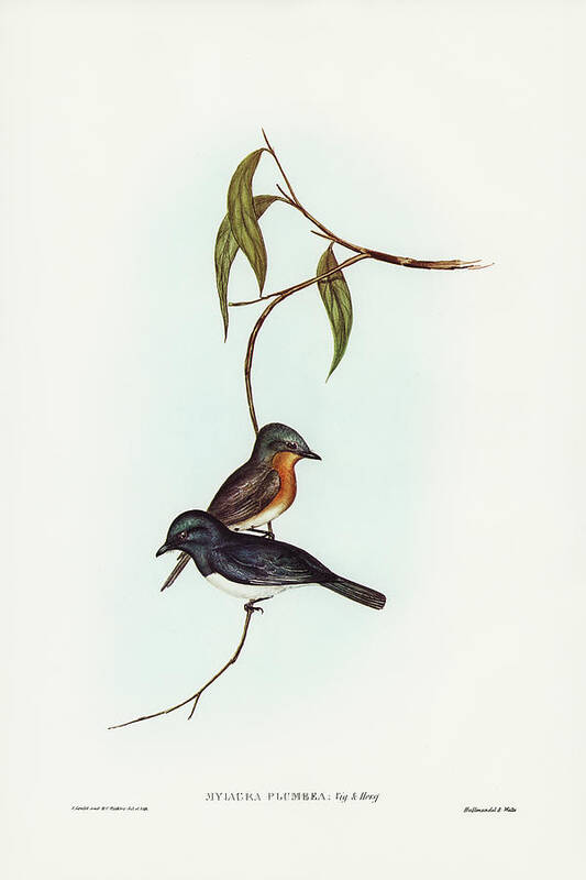 Plumbeous Flycatcher Poster featuring the drawing Plumbeous Flycatcher, Myiagra plumbea by John Gould