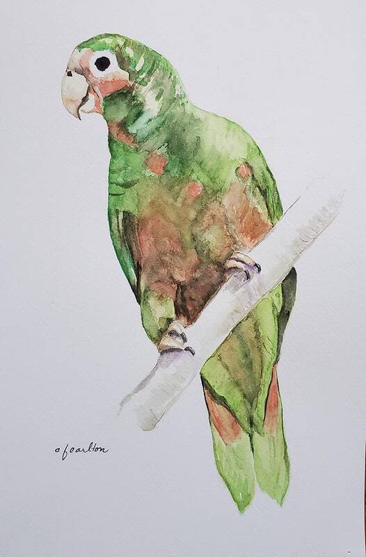Parrot Poster featuring the painting Polly - Watercolor by Claudette Carlton