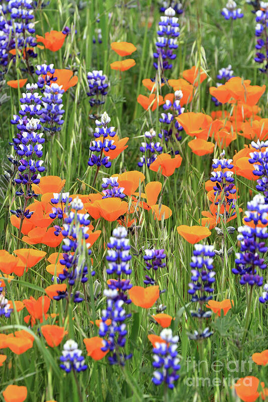 Poppy Poster featuring the photograph Poppies and Lupines by Vivian Krug Cotton