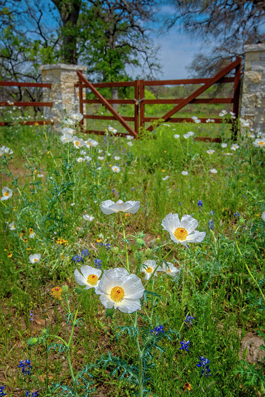 Texas Hill Country Poster featuring the photograph Poppies at the Gate by Lynn Bauer