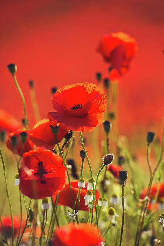 Poppies Poster featuring the photograph Poppy field 3 by Remigiusz MARCZAK