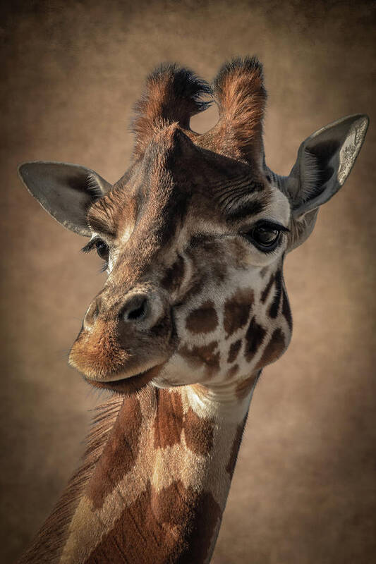 Portrait Poster featuring the digital art Portrait giraffe in shades of brown by Marjolein Van Middelkoop