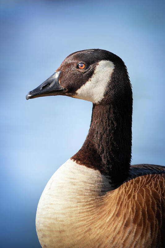 Canadian Goose Poster featuring the photograph Posing Canada Goose by Jordan Hill