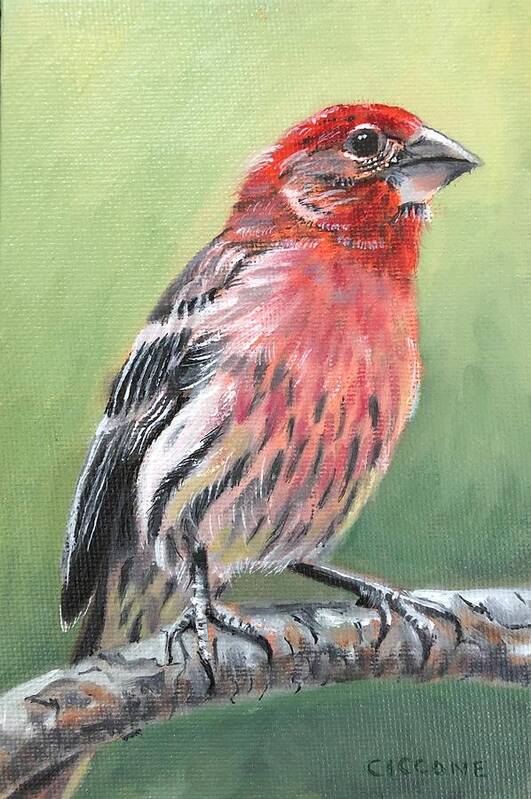 Bird Poster featuring the painting Purple Finch by Jill Ciccone Pike