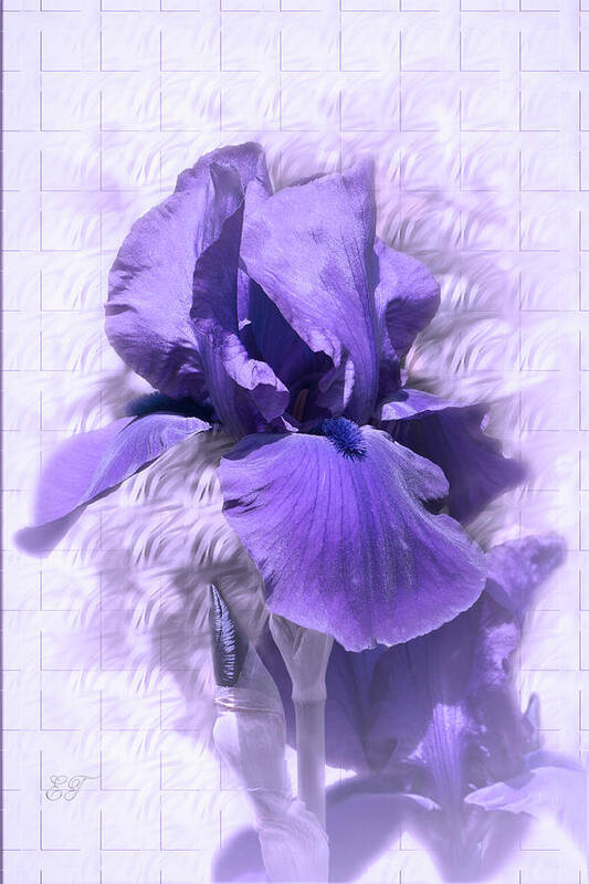 Flower Poster featuring the photograph Purple Iris 2 by Elaine Teague