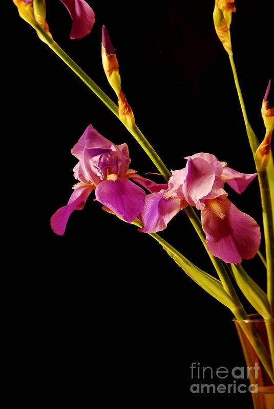 Botanical Poster featuring the photograph Purple Iris by Nancy Bradley