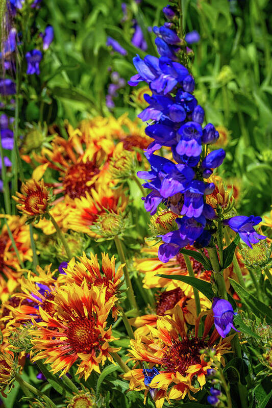 Crested Butte Poster featuring the photograph Purple Penstemon and Firewheels by Lynn Bauer