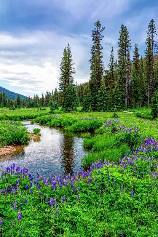 Stream Poster featuring the photograph Purple Stream Line by Pamela Dunn-Parrish