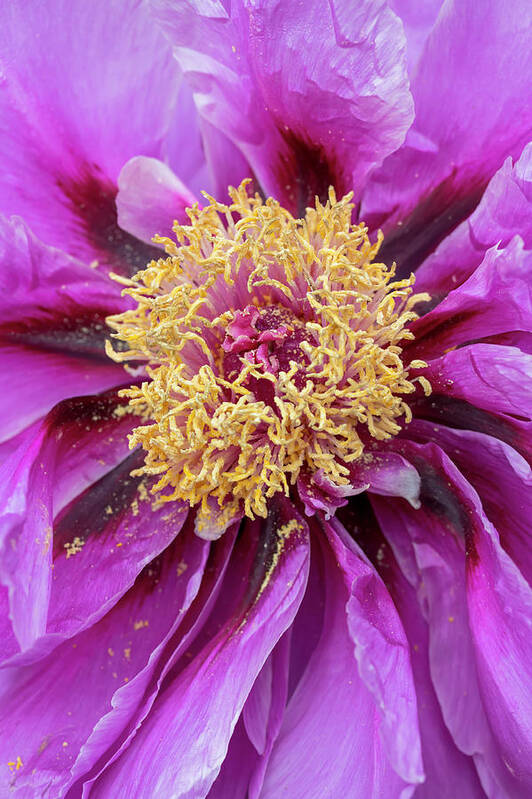 Flower Poster featuring the photograph Purple Tree Peony by Dawn Cavalieri