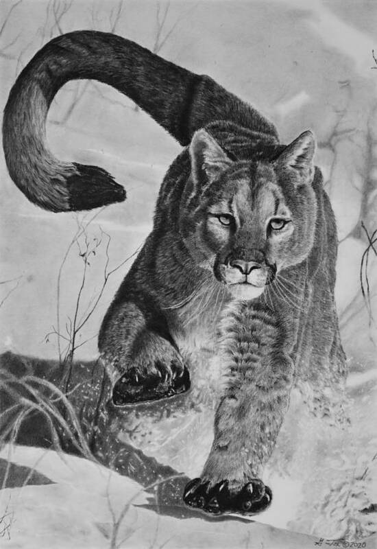 Mountain Lion Poster featuring the drawing Pursuit by Greg Fox