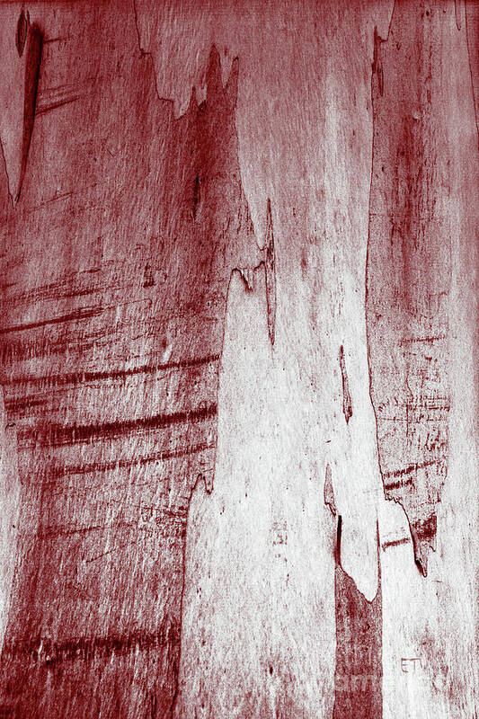 Tree Bark Poster featuring the photograph Quad Tone Red by Elaine Teague