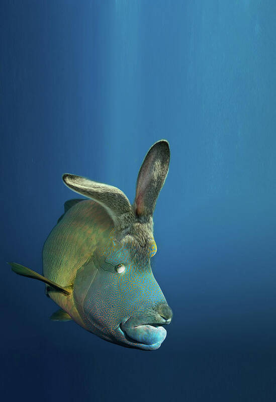 Rabbit fish Poster by Dray Van Beeck - Fine Art America