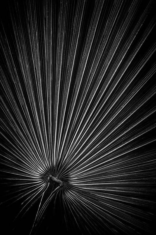 Palm Poster featuring the photograph Radiating Lines - Vertical by Elvira Peretsman