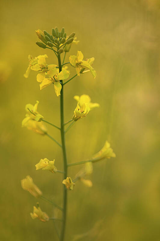 Rapeseed Poster featuring the photograph Rapeseed flowers by Karen Rispin