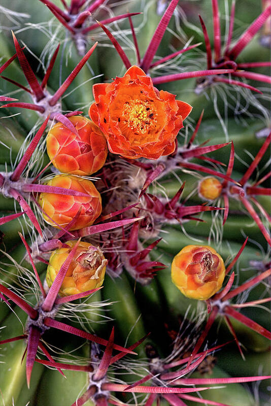 Cactus Poster featuring the photograph Red Cactus Blossoms by Bob Falcone