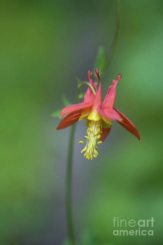 Plant Poster featuring the photograph Red Columbine Wildflower in Olympic National Park by Nancy Gleason