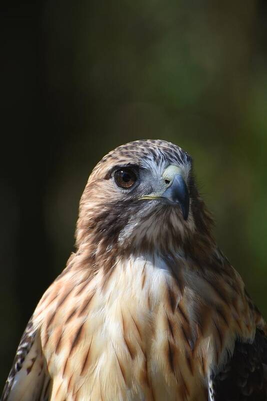 Red Tail Hawk Poster featuring the photograph Red Tailed Hawk 626 by Joyce StJames