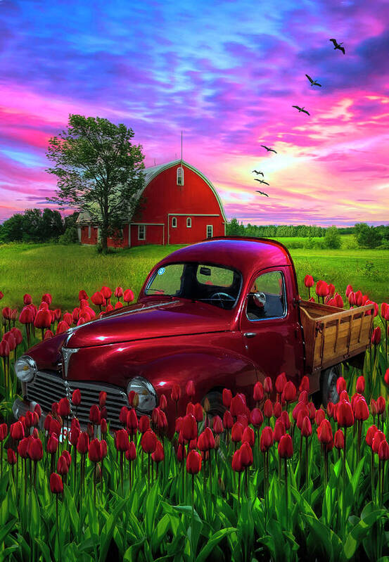 Barn Poster featuring the photograph Red Tulips Red Truck Red Barn by Debra and Dave Vanderlaan