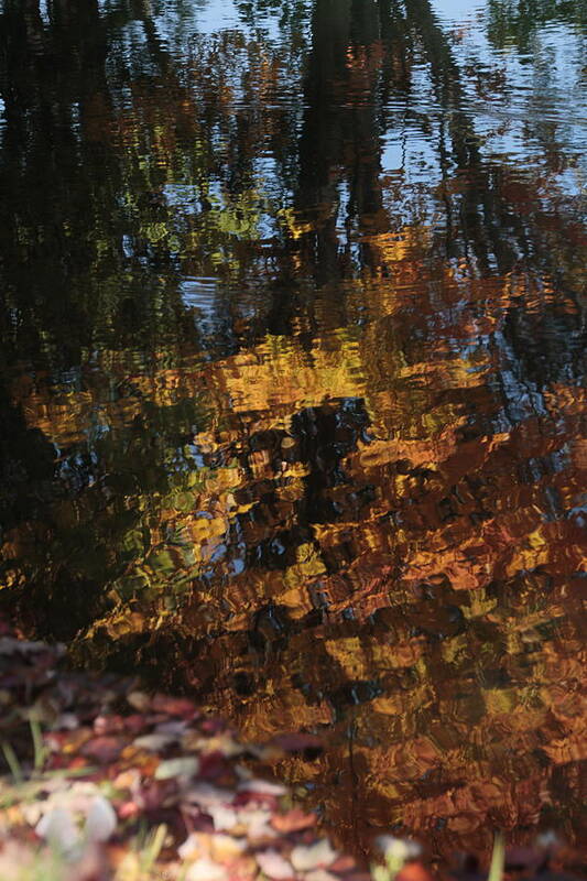 Reflection Poster featuring the photograph Reflection of Autumn Trees in Water by Valerie Collins