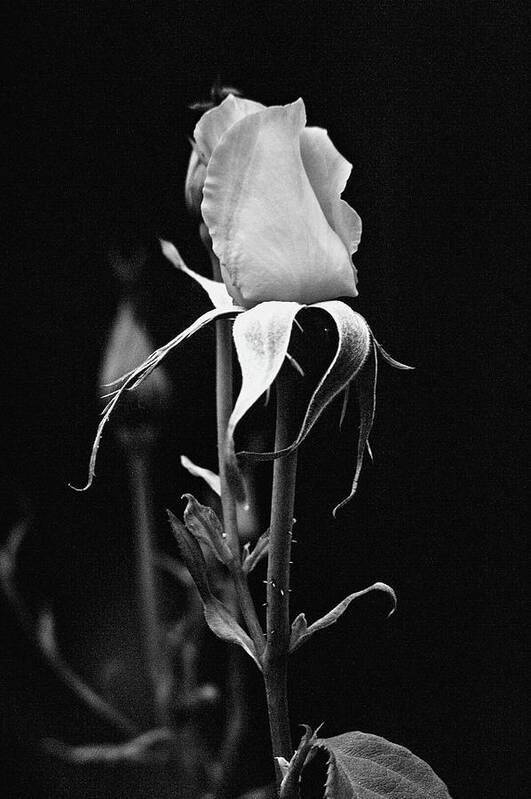 Photograph Flower Rose B&w Poster featuring the photograph Rose by Beverly Read
