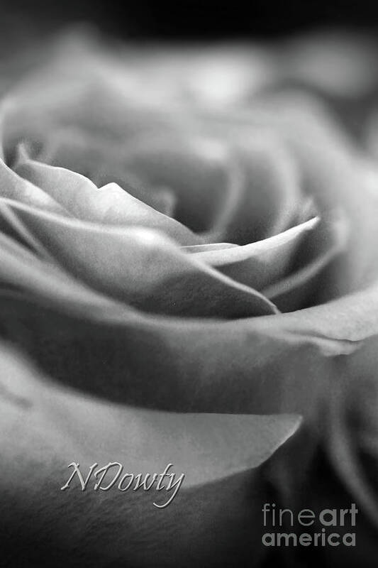 Rose Bw Poster featuring the photograph Rose BW by Natalie Dowty
