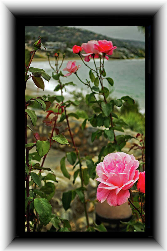 Roses Poster featuring the photograph Roses by the Sea by Richard Risely