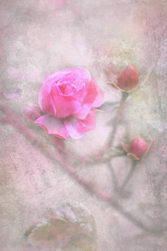 Abstract Poster featuring the photograph Roses in abstract by Sue Leonard
