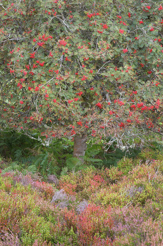 Landscape - Scenery Poster featuring the photograph Rowan Tree, Bilberries and Heather by Anita Nicholson