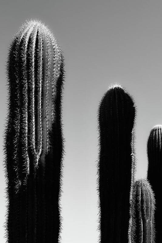 10-52 Feet Tall Poster featuring the photograph Saguaro Stand Silhouette BW  by Jennifer Wright