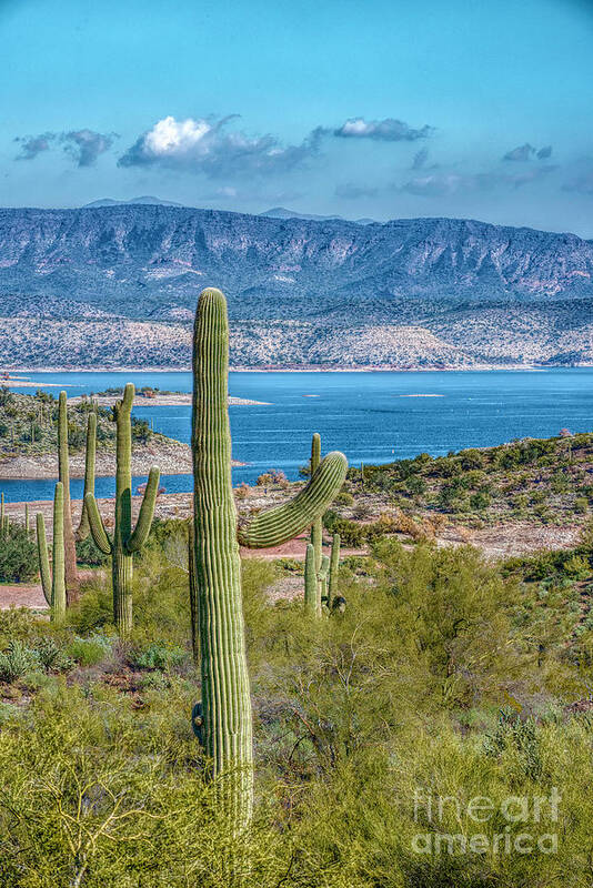 Lake Poster featuring the photograph Saguaro View by Pamela Dunn-Parrish