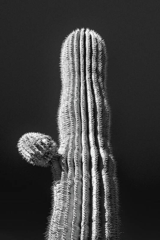 Atmospheric Poster featuring the photograph Saguaro with Starter Arm #2 by Jennifer Wright