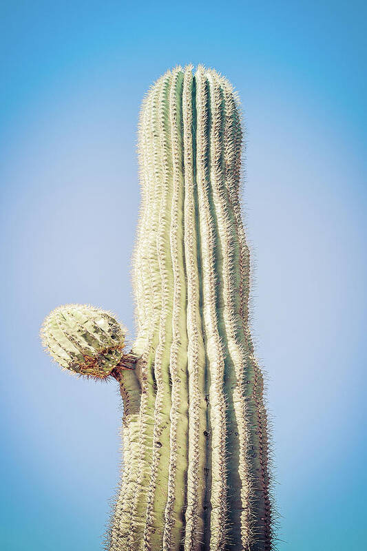 Atmospheric Poster featuring the photograph Saguaro with Starter Arm by Jennifer Wright