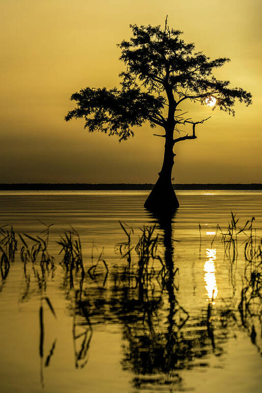 James Ferrara Poster featuring the photograph Saharan Sky Cypress by Todd Tucker