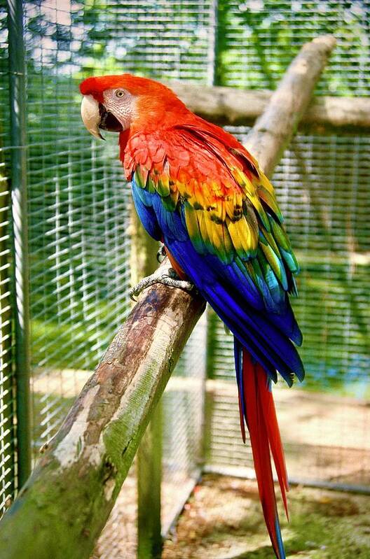  Poster featuring the photograph Scarlet Macaw by Gordon James