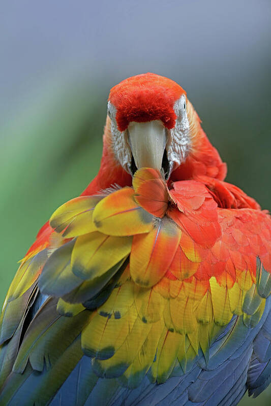 Tim Fitzharris Poster featuring the photograph Scarlet Macaw Preening II by Tim Fitzharris