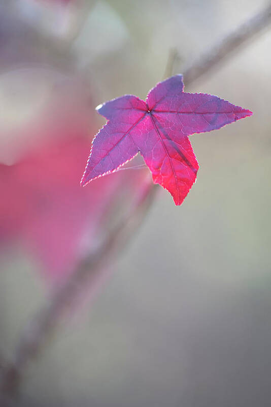 Scarlet Poster featuring the photograph Scarlet Sweet Gum Leaf by Phil And Karen Rispin