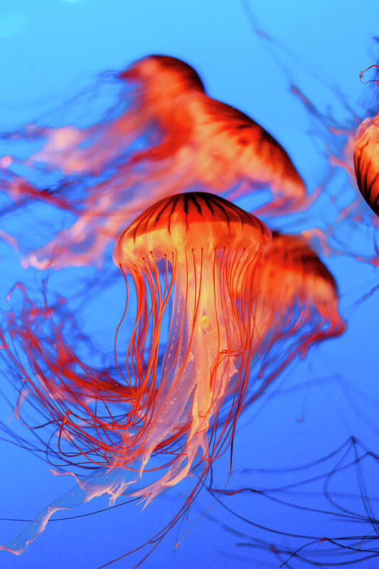 Jellyfish Poster featuring the photograph Sea Nettle Jellyfish by HawkEye Media